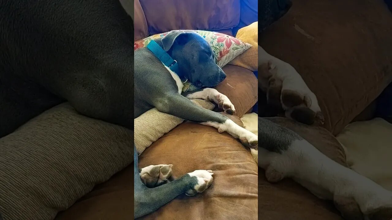 Sleepy Saturday #einsteinsbackyard #pitbulls #shorts #dog #shortvideo #shortsvideo #snoringdog