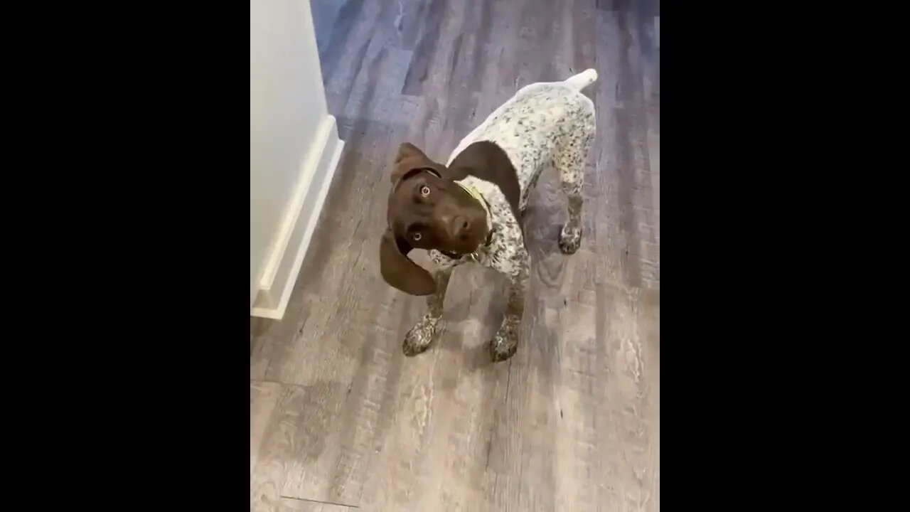 What you say hooman? I no understand your lingo!