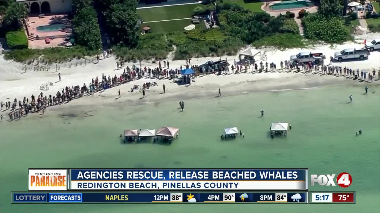 Crews rescue five whales stranded on Florida beach