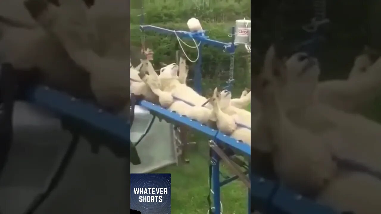 The Amazing Sheep Vaccinating Conveyor Belt #shorts #sheep #animal #farm #technology