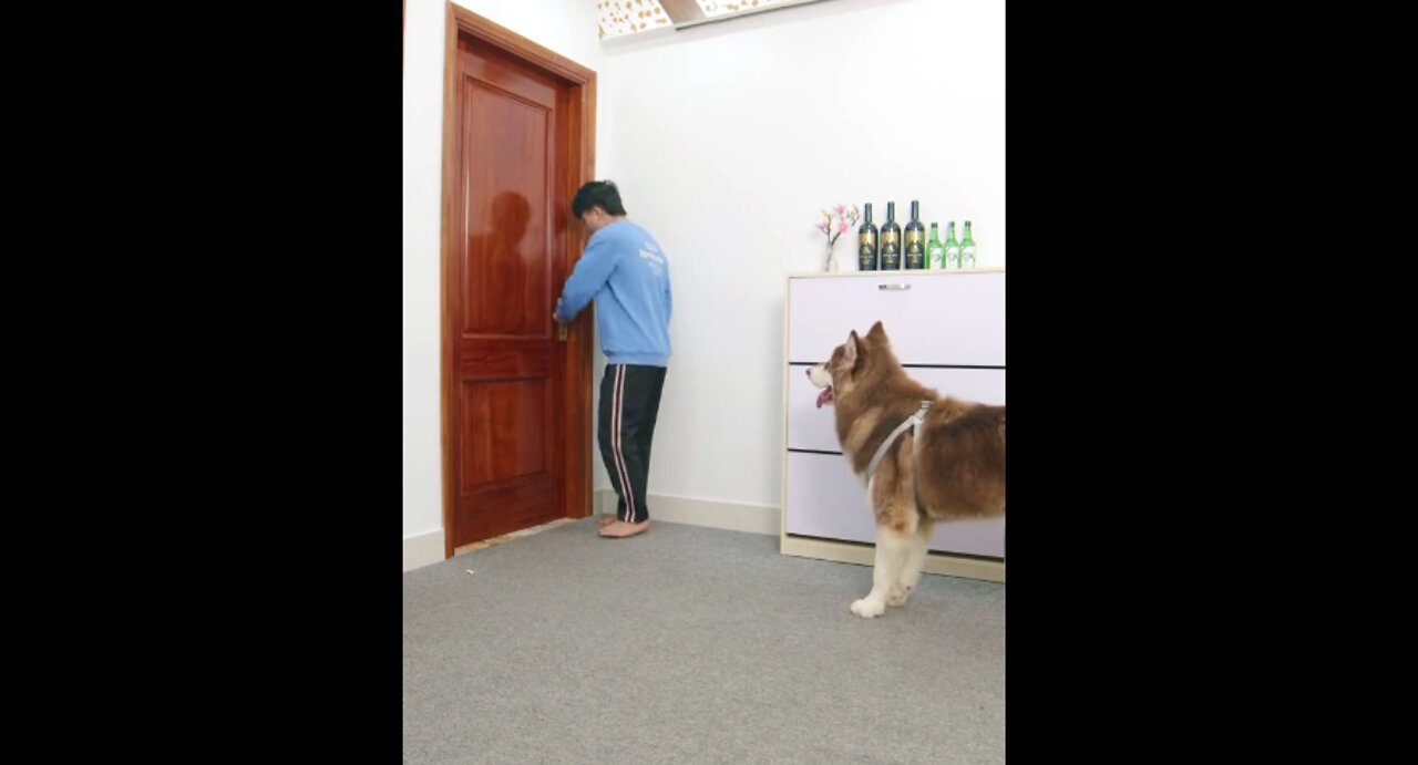 A Smart Dog Who Can Open the Door Without Key