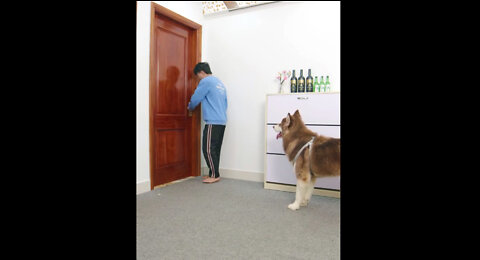 A Smart Dog Who Can Open the Door Without Key