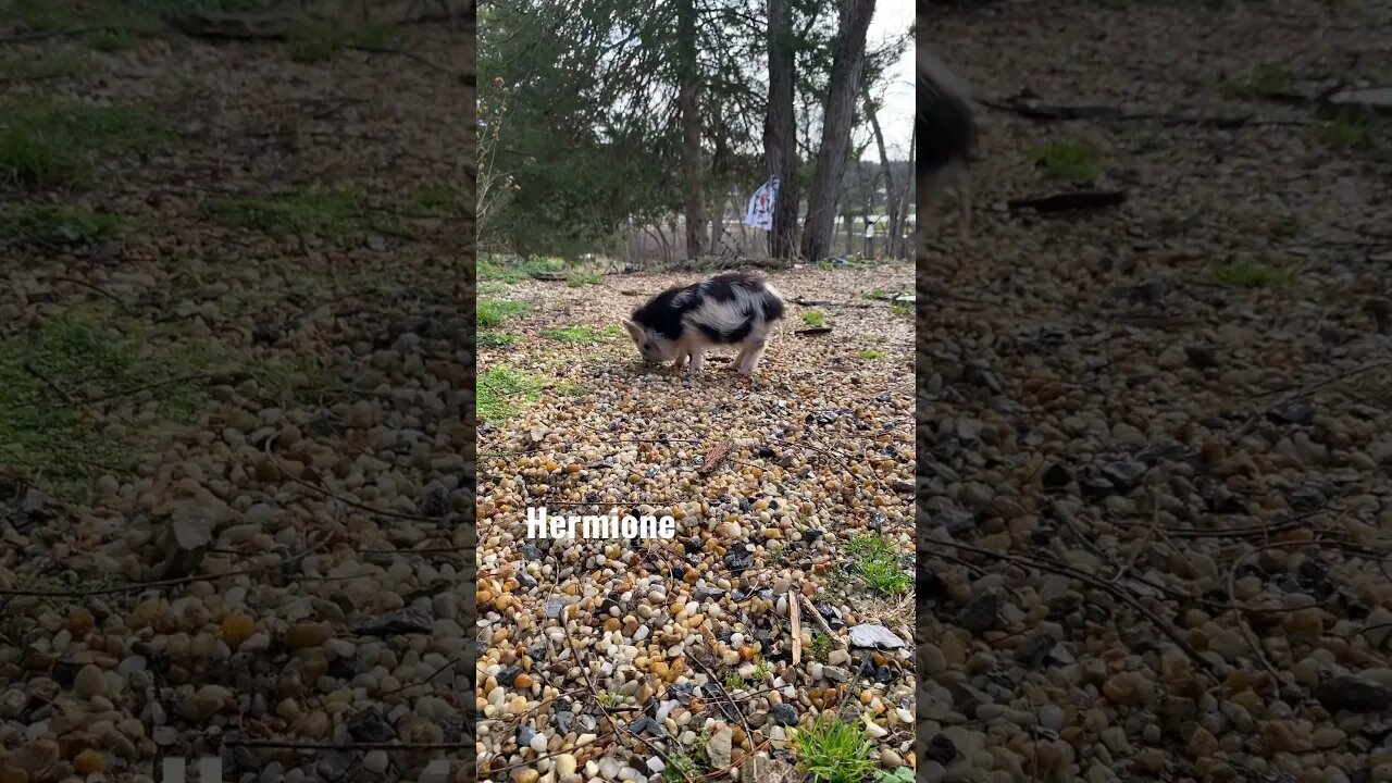 #kunekune 🐽 Hermione 🥰 #pigs #cute #farmlife