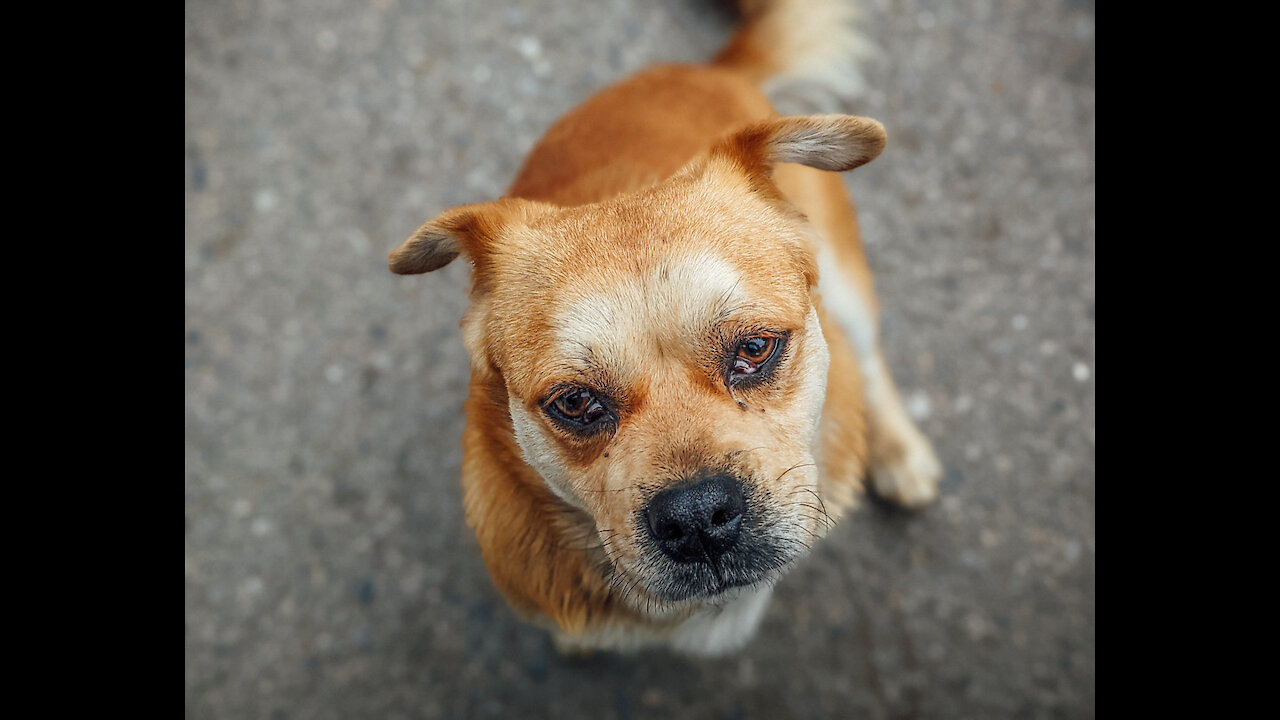 Shy Little Foster Dog Scared To Come Inside The House!