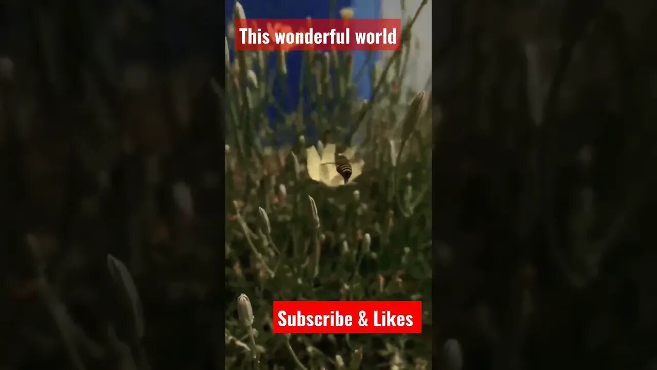 This wonderful world / birds song / nature #Nashvi #shorts #birds