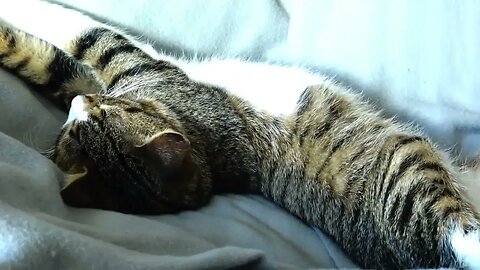 Lazy Cat Stretches