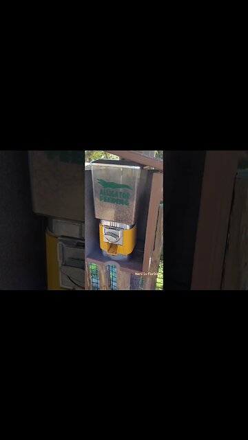 A Gaggle Of Gators At ZooWorld! | Panama City Beach, Florida 😮🌴🌊 #shorts