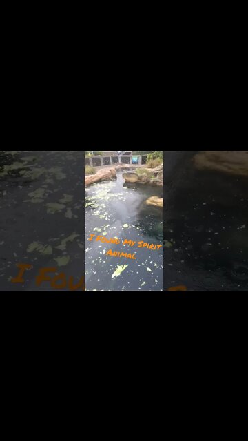 Yep I Think I Found My Spirit Animal At SeaWorld Orlando... Manatees.