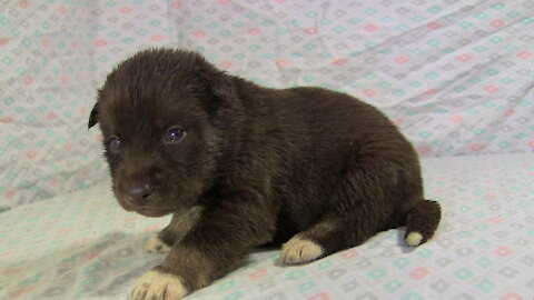 Amber & Rhetts Pups 18 days old