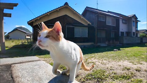 When I sat on the stone steps in front of the torii gate of Cat Island, a cat sat down next to me.