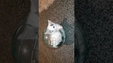 What a strange looking hamster!