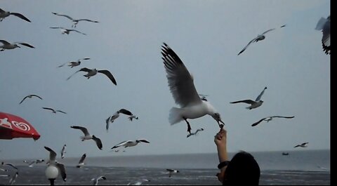 Feeding to sea gull at bangpoo recreation centre