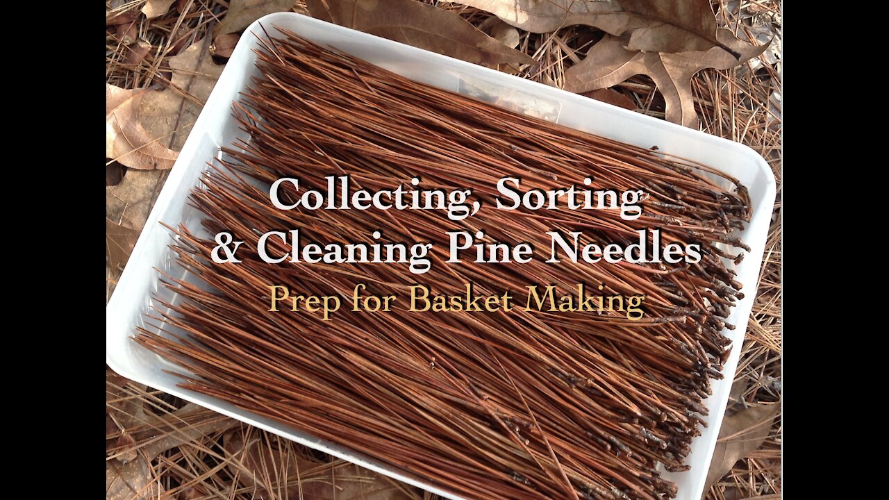 Collecting & Preparing Pine Needles for Basket Making