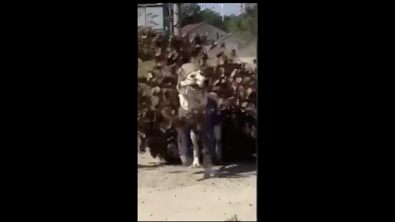 funny animal video