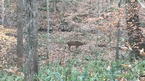 Virginia 6pt