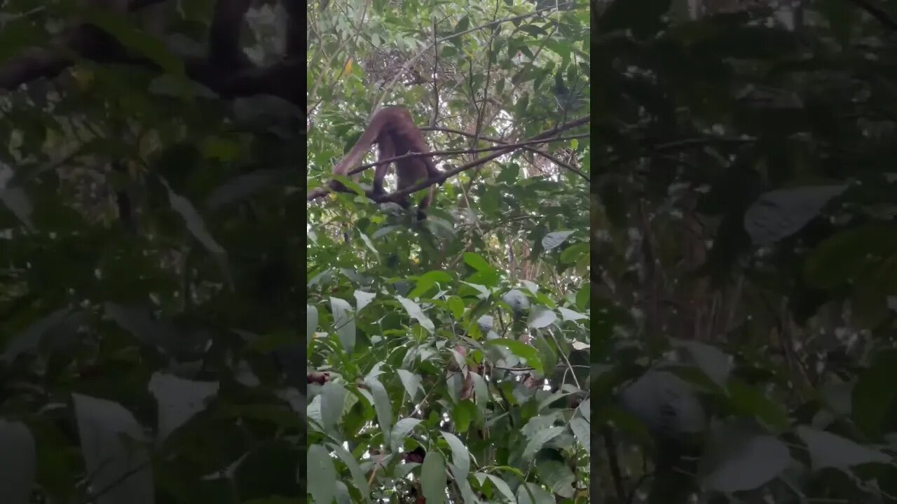 Tayrona National Park Colombia - Monkeys!