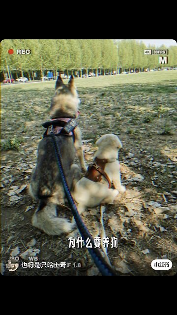 Funny Animals 16| Funny Animals Dog| Takamaga