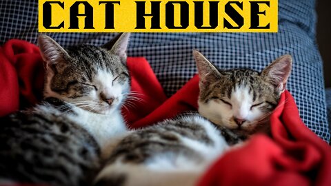 Cat house, cat wood house