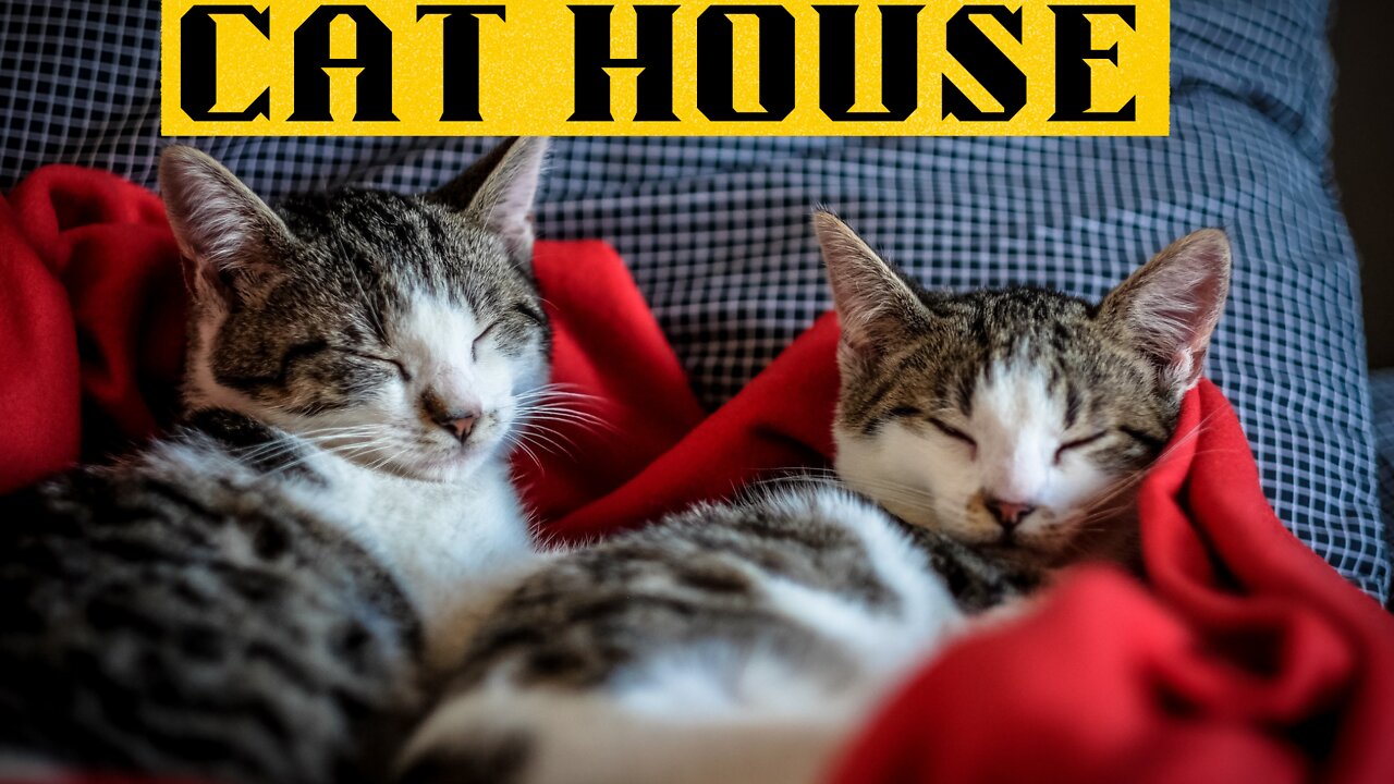 Cat house, cat wood house