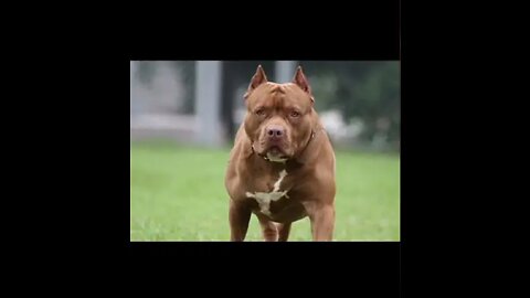 #cute#pitbull#amazing video pitbull,