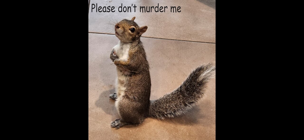 FAMOUS TIKTOK SQUIRREL EUTHANIZED AFTER IT WAS TAKEN FROM OWNERS IN NEW YORK...