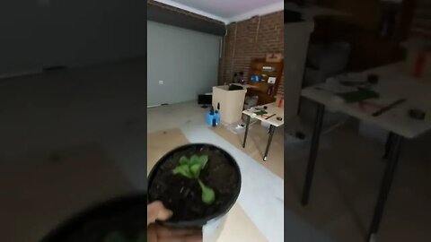 Let's find out Video By communitygardenlive #Shorts