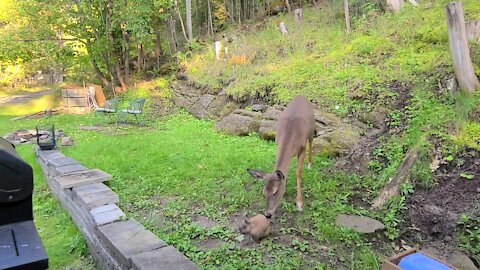 Deer Checks Out My Rabbit