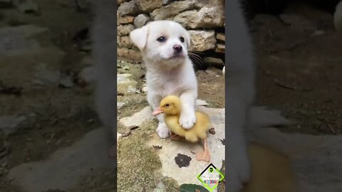 Cute puppy #doglover #shorts #viral #cutelovestatus #whatsappstatus #kovaipudur