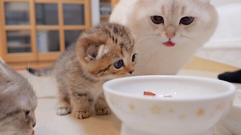 A cute tragedy happened to a kitten who tried to steal his daddy cat's food