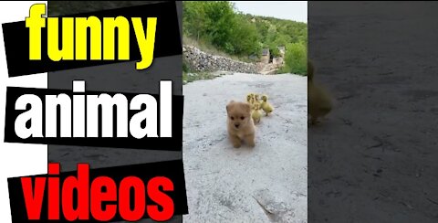 Funny Animal Videos | Cute Animals | Super Funny Dog Videos #short video