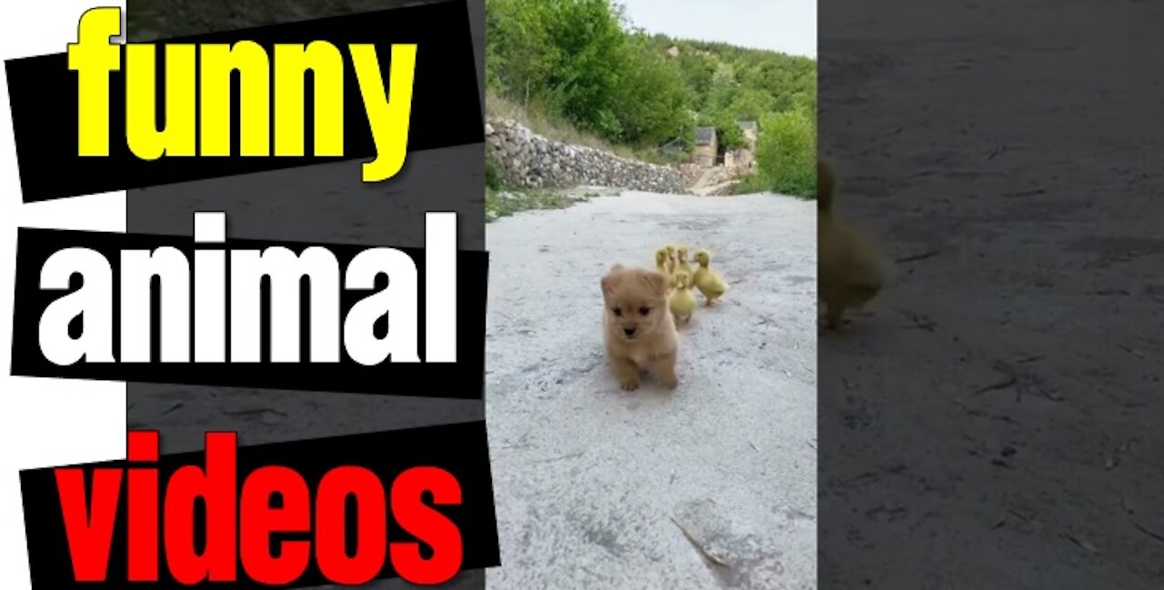 Funny Animal Videos | Cute Animals | Super Funny Dog Videos #short video