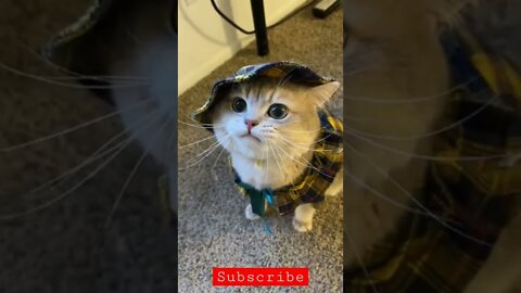 Cash’s meow collection! Sound on, u gonna love it!