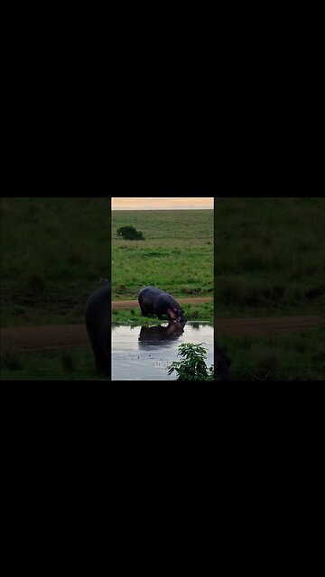 Hippo Goes Home #shorts | #ShortsAfrica