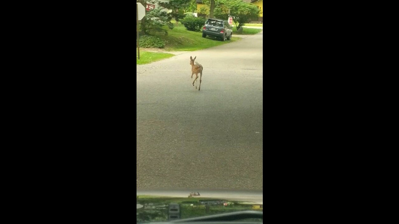 Love to see baby deer in my neighborhood