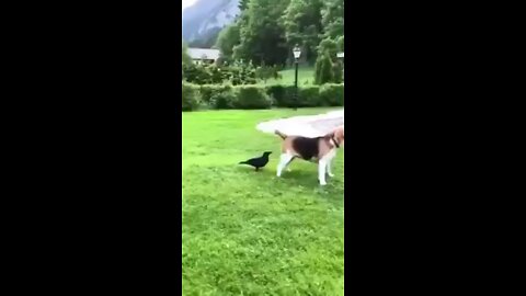 Funny Dog🤣