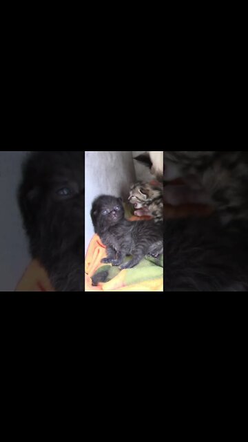 William The Adorable Smoke Kitten #Shorts 😻