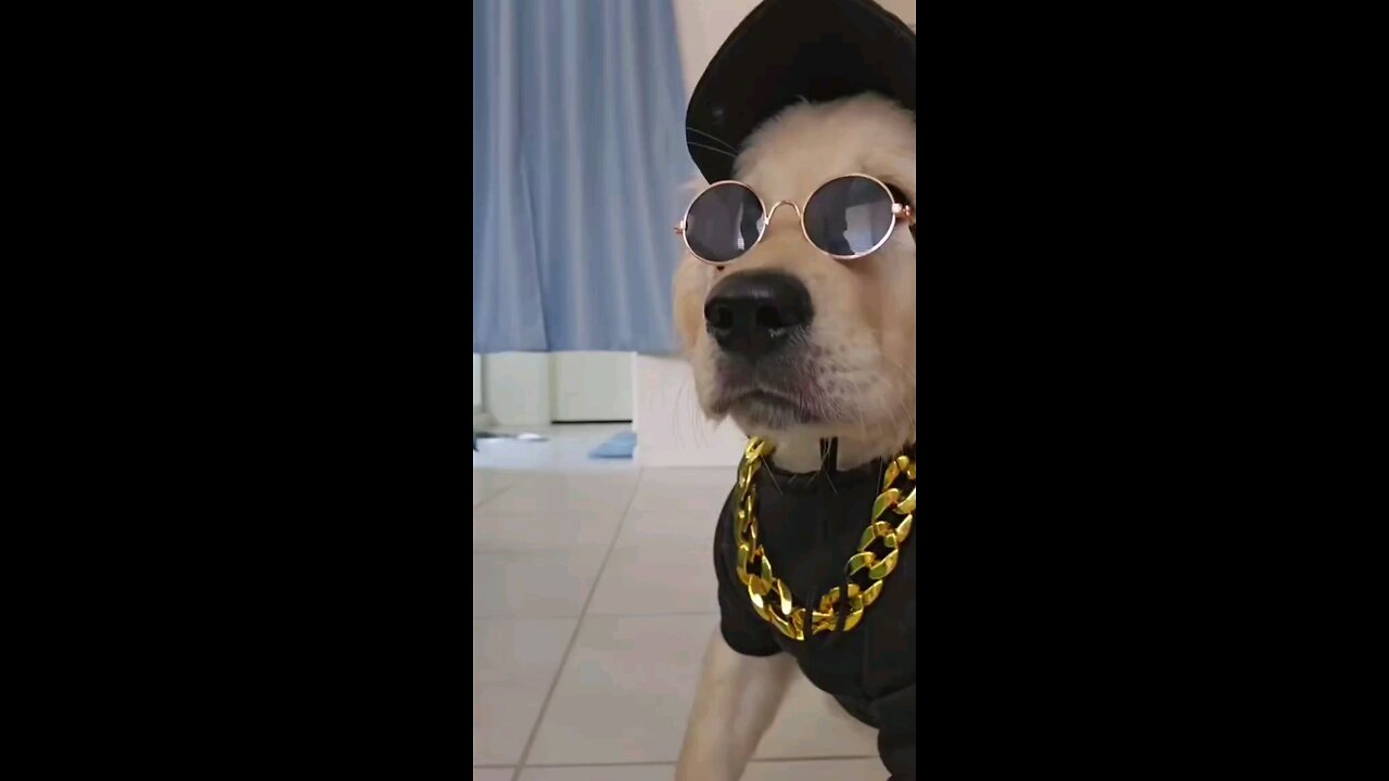 dog dance funny moments