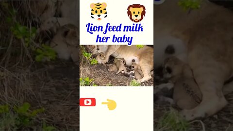 Lion feed milk her baby®