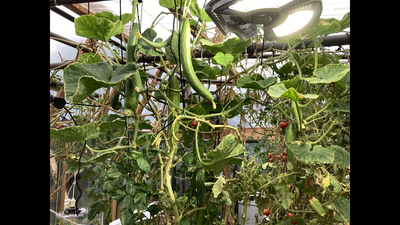 Green house year round growing