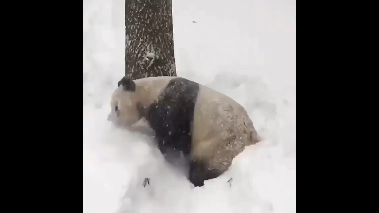 Funny panda