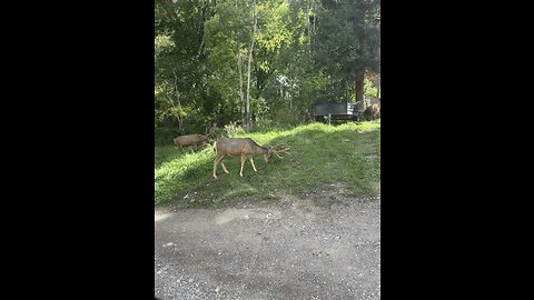 Deer