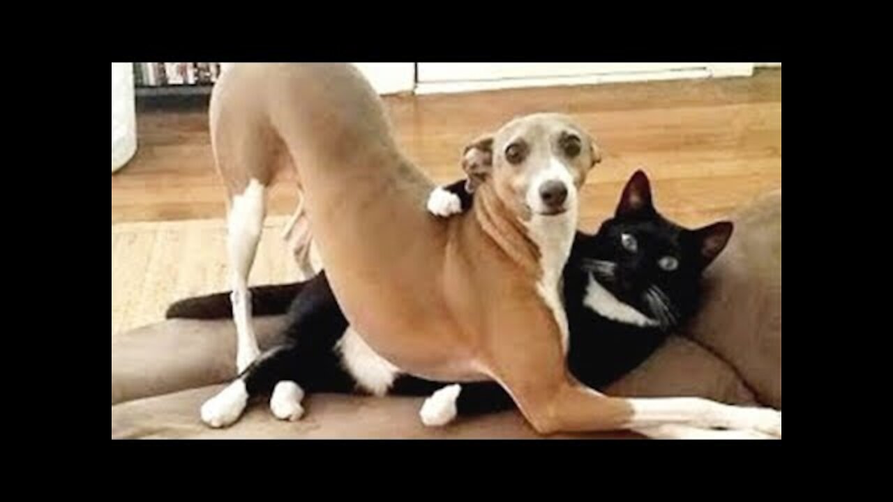 SURPRISE FACE😲 Funny Dogs and Cats Peek A Boo Reaction Video Funzone02