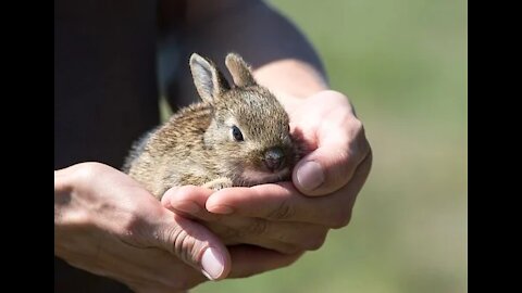 funny baby rabbit