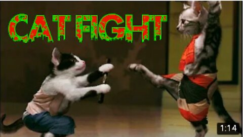 CAT FIGHTER THE CAT