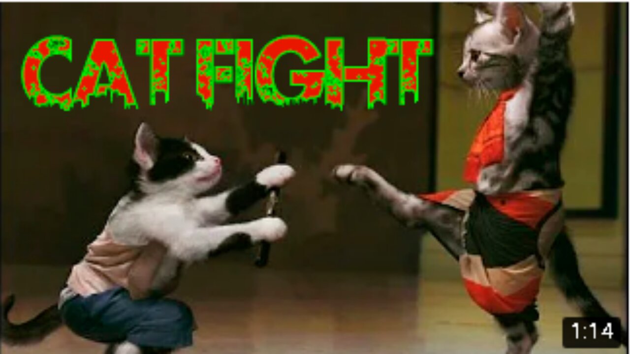 CAT FIGHTER THE CAT