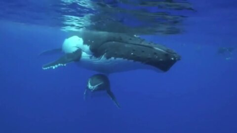 Sounds of Humpback whales and calf-7