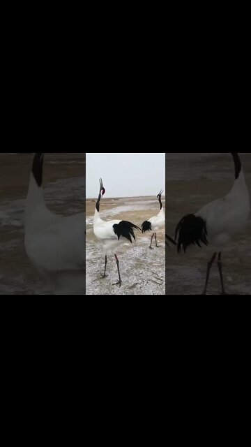 Beauty 😍 of nature #Shorts #ytshorts #UbertainmentFun #Dogs #Animals #Fun