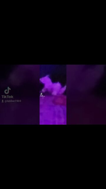 warning bad language #cats #cicada #hunter