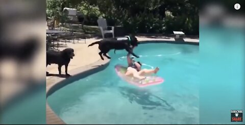 Dog wants to swim with his mama