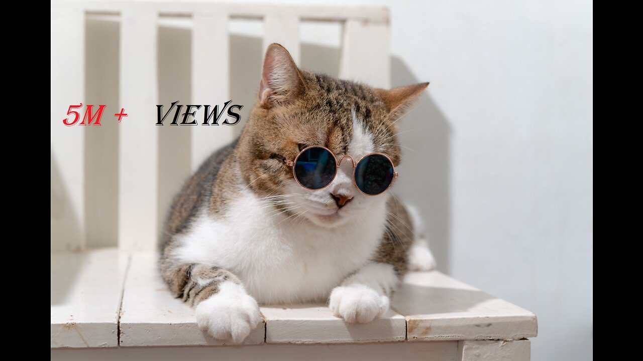 Cat Vibing To Ievan Polkka (Official Video HD) Cat Vibing To Music | Cat Vibing Meme